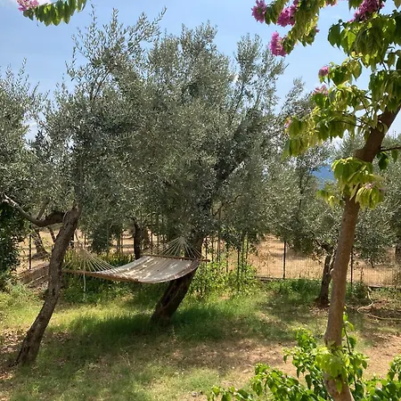 דירה Casa Sisu-appartamento Immerso Negli Ulivi *