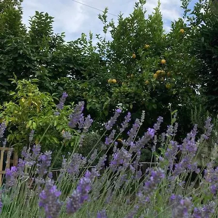 Casa Sisu-appartamento Immerso Negli Ulivi *